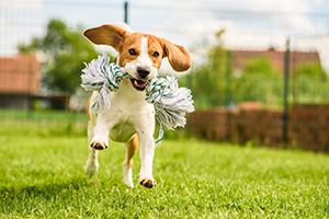 safe-lawn-chemicals-for-pets