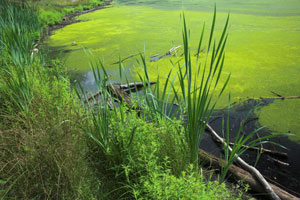 algae covered pond