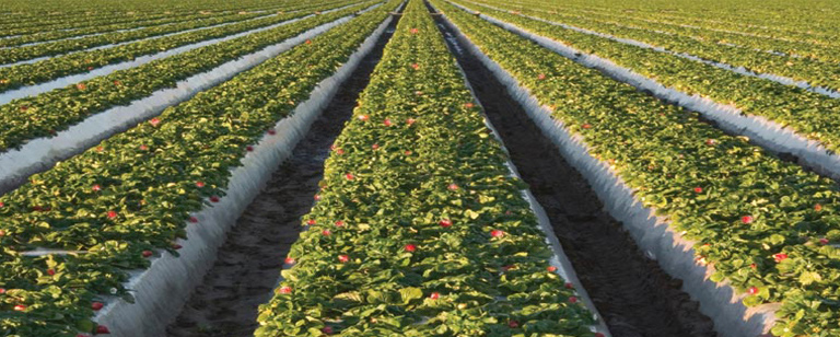 2 Agriculture Irrigation System Ideas You Can Use