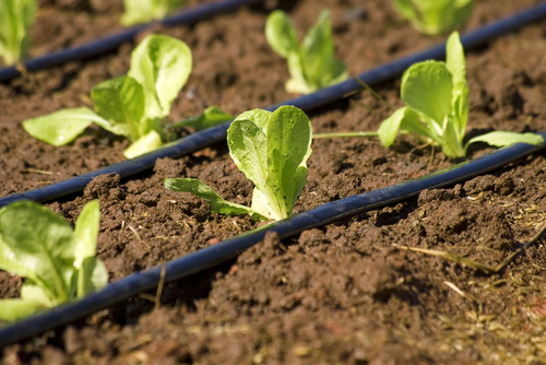 A Beginner's Guide to the Easiest DIY Irrigation System