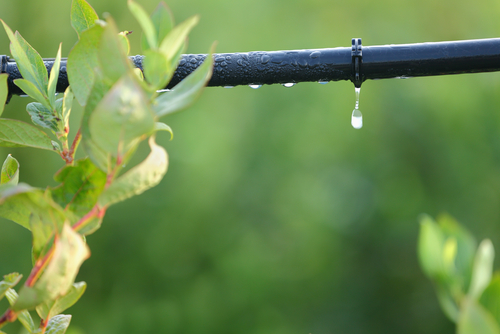 The Importance of Irrigation System Design