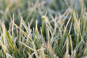 Do I Need to Water my  Grass in the Winter Months?