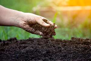What a Soil Test Can Reveal About Your Lawn