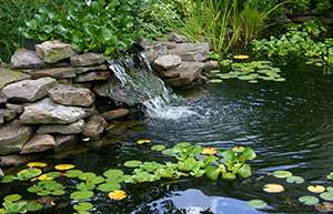 Maintain your backyard water feature with these 4 tips