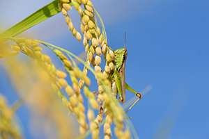 What is Malathion and Can it be Used to Get Rid of Nuisance Insects?