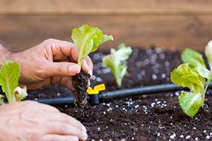 3 Tips for Adding to Your Existing Drip Irrigation System