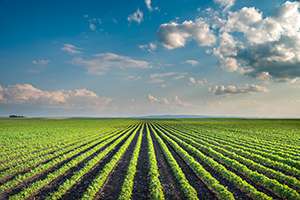 What Are the Advantages of Using Subsurface Irrigation (SDI) on Crops?