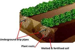 Best Applications for Sub-Surface Drip Irrigation  