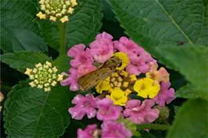 Easy Steps to Controlling Insects on Your Ornamental Shrubs