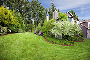 Lush green spring lawn with blooming trees along the side of a house.