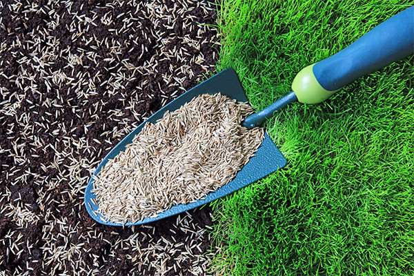 Seeding vs. Sod: Which Is Best for Your Yard?