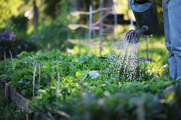 Make the most of your garden this summer with efficient watering techniques. Discover how to maximize water efficiency with WP Law.
